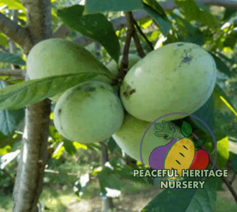 Tallahatchie ® Pawpaw Tree - NATURALLY GROWN