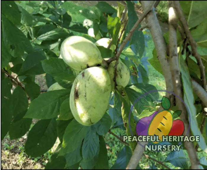 Tallahatchie ® Pawpaw Tree - NATURALLY GROWN Pawpaw Trees For Sale