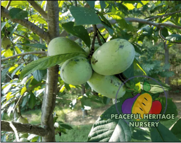 Tallahatchie ® Pawpaw Tree - NATURALLY GROWN Pawpaw Trees For Sale