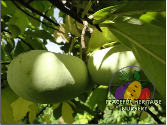 Tallahatchie ® Pawpaw Tree - NATURALLY GROWN Pawpaw Trees For Sale