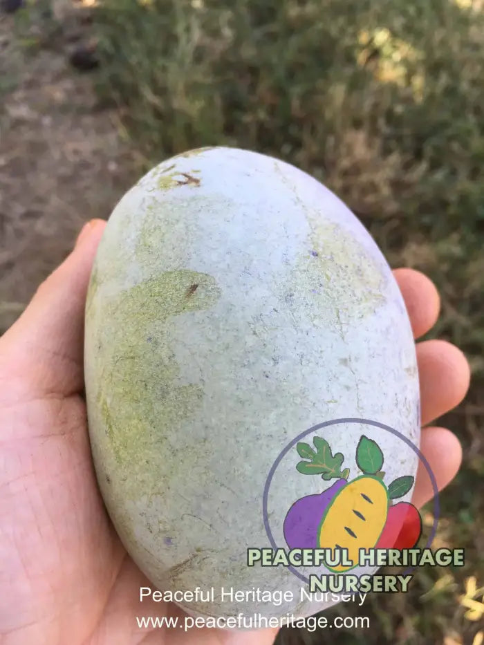 Tallahatchie ® Pawpaw Tree - NATURALLY GROWN Pawpaw Trees For Sale