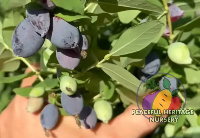 Tana Honeyberry (Japanese) EXTRA LARGE SIZE Honeyberry