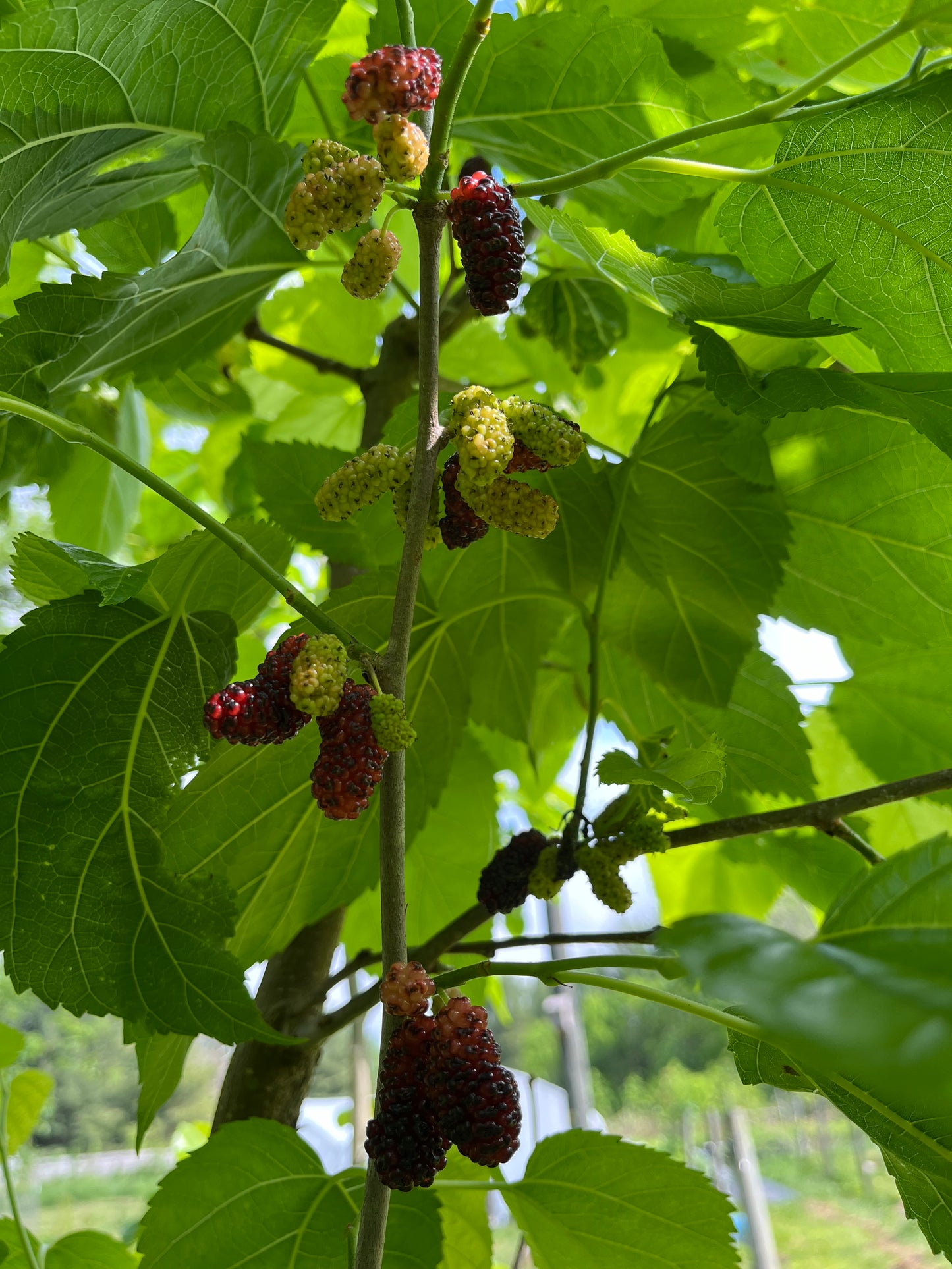 Taylor 1 Mulberry | Peaceful Heritage Nursery