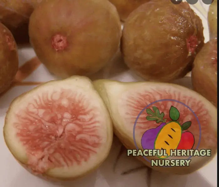 Texas BA-1 Fig Tree - Naturally Grown ORGANIC