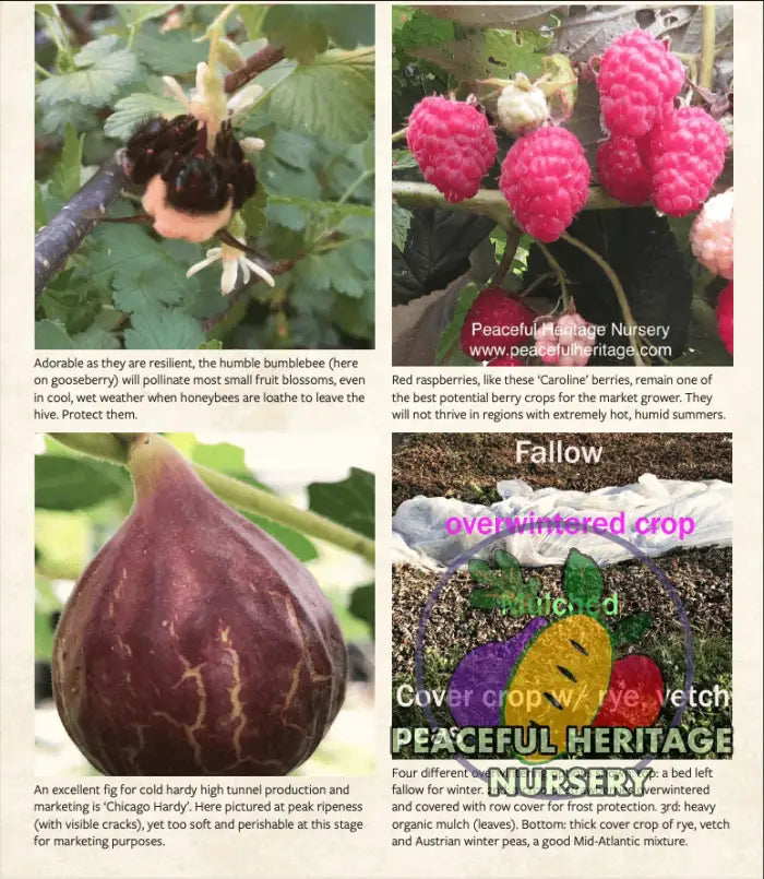 ’The Berry Grower’ by Blake Cothron Books and Supplies