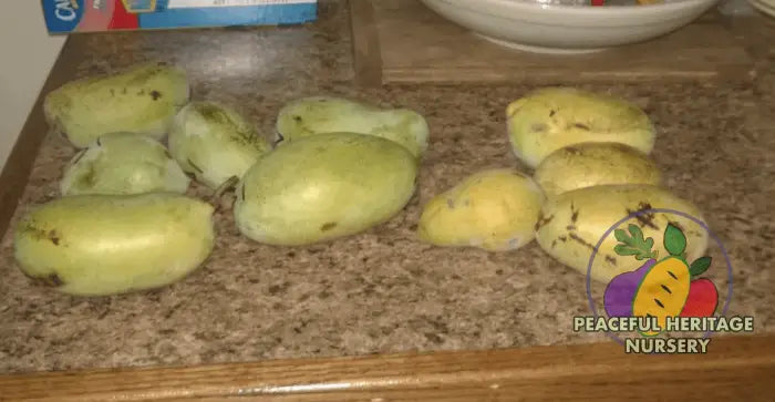 Tropical Treat Pawpaw Tree - NATURALLY GROWN Pawpaw Trees For Sale