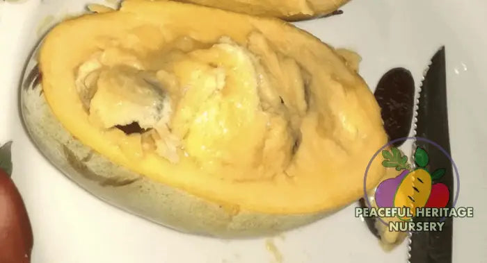 Tropical Treat Pawpaw Tree - NATURALLY GROWN Pawpaw Trees For Sale