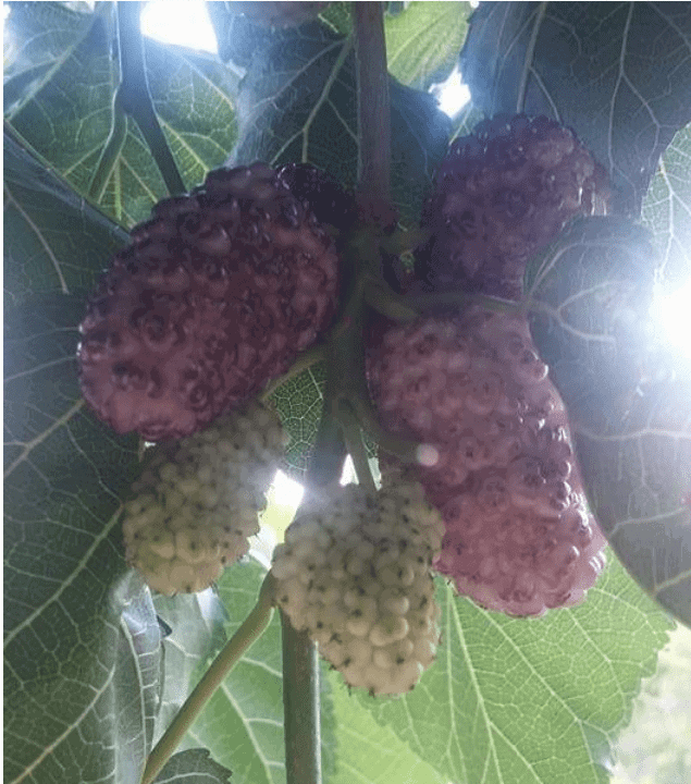 Vajra Mulberry Tree - Naturally Grown