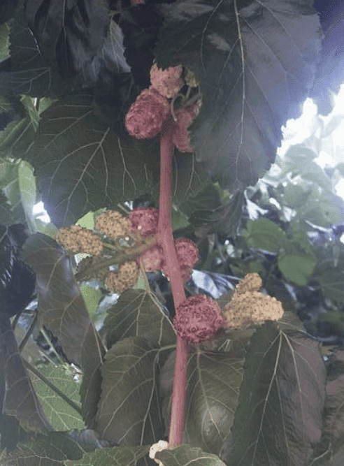 Vajra Mulberry Tree - Naturally Grown