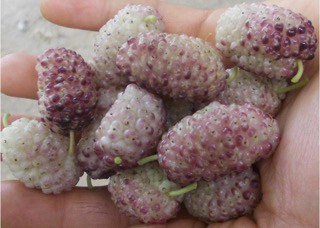 Vajra Mulberry Tree - Naturally Grown