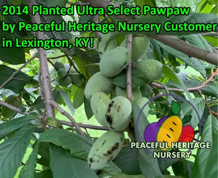 Ultra-Select Pawpaw Trees POLLINATION BUNDLE - 2 YR - NATURALLY GROWN 2 -Tree BUNDLE SUPREME GRADE 2-3 FT + ORGANIC