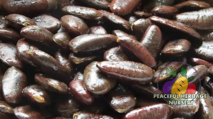Ultra-Select Pawpaw Seed BULK Pawpaw Trees For Sale
