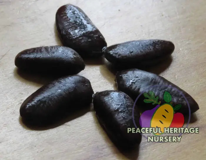 Ultra-Select Pawpaw Seed Packets Ultra-Select Pawpaw Seeds For Sale