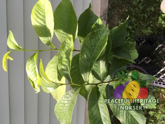 Ultra-Select Pawpaw Trees POLLINATION BUNDLE - 2 YR - NATURALLY GROWN 2 -Tree BUNDLE SUPREME GRADE 2-3 FT + ORGANIC