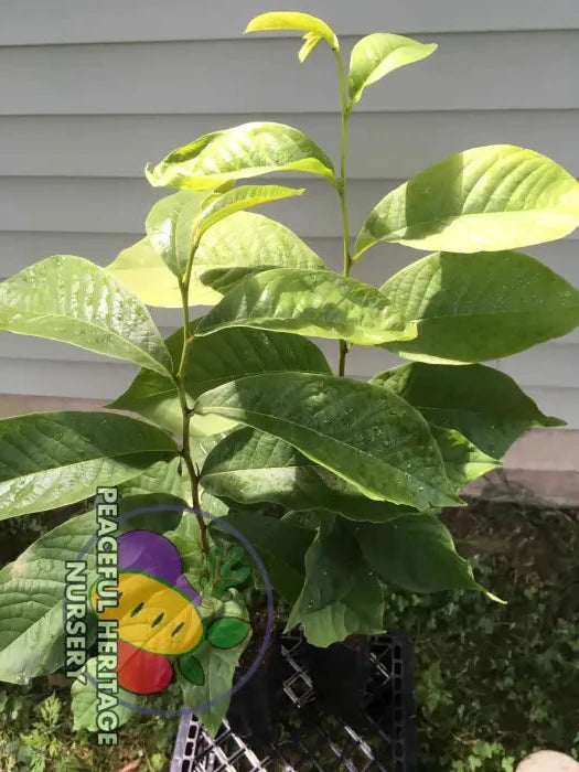 Ultra-Select Pawpaw Trees POLLINATION BUNDLE - 2 YR - NATURALLY GROWN 2 -Tree BUNDLE SUPREME GRADE 2-3 FT + ORGANIC