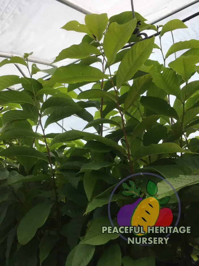 Ultra-Select Pawpaw Trees POLLINATION BUNDLE - 2 YR - NATURALLY GROWN 2 -Tree BUNDLE SUPREME GRADE 2-3 FT + ORGANIC