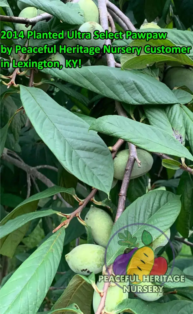 Ultra-Select Pawpaw Trees POLLINATION BUNDLE - 2 YR - NATURALLY GROWN 2 -Tree BUNDLE SUPREME GRADE 2-3 FT + ORGANIC