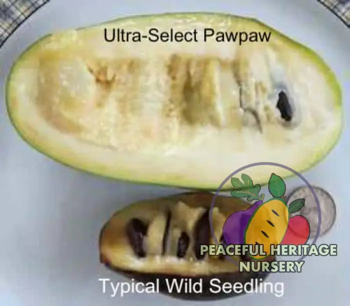 Ultra-Select Pawpaw Trees POLLINATION BUNDLE - 2 YR - NATURALLY GROWN 2 -Tree BUNDLE SUPREME GRADE 2-3 FT + ORGANIC