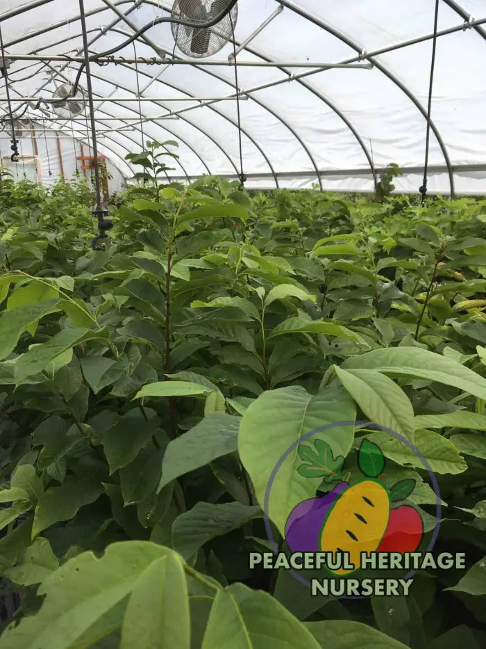 Ultra-Select Pawpaw Trees POLLINATION BUNDLE - 2 YR - NATURALLY GROWN 2 -Tree BUNDLE SUPREME GRADE 2-3 FT + ORGANIC