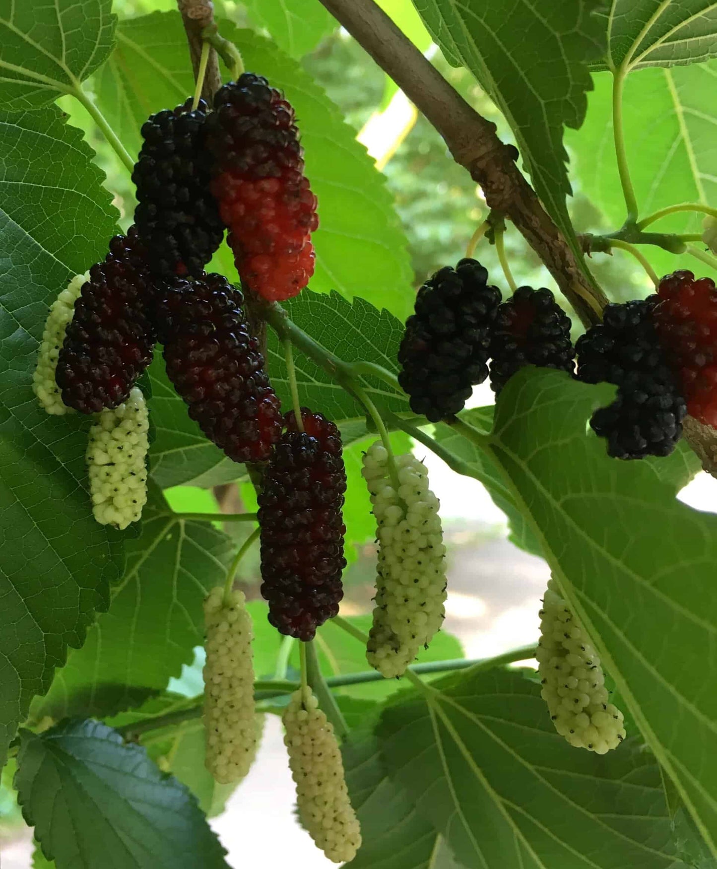 Varaha Mulberry - Naturally Grown