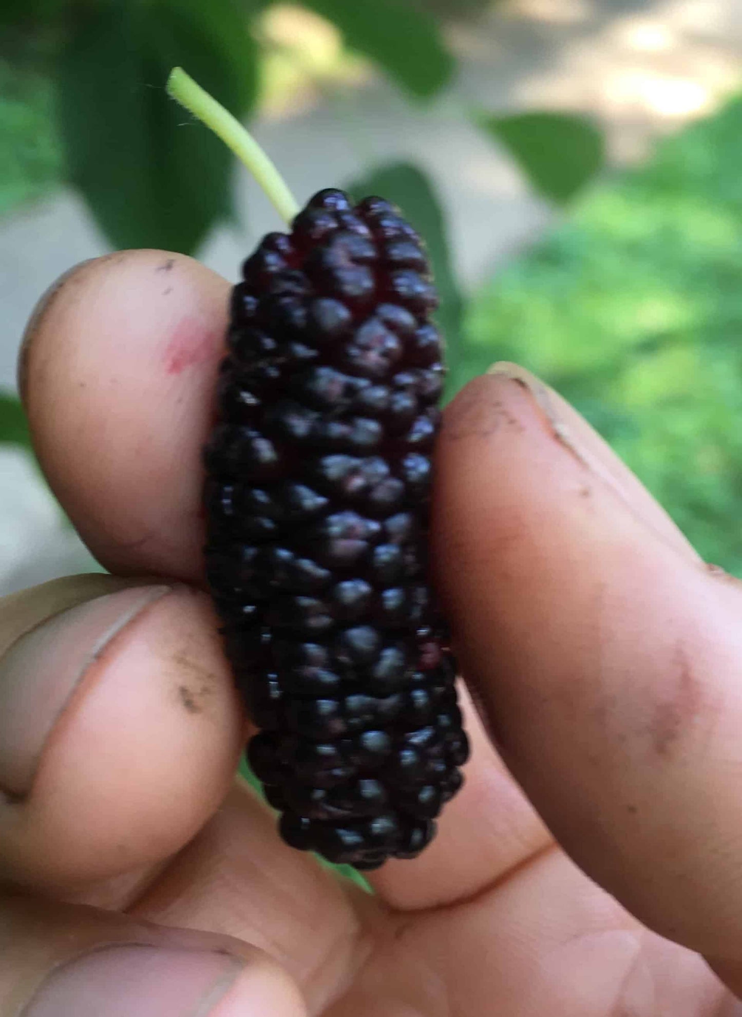 Varaha Mulberry - Naturally Grown