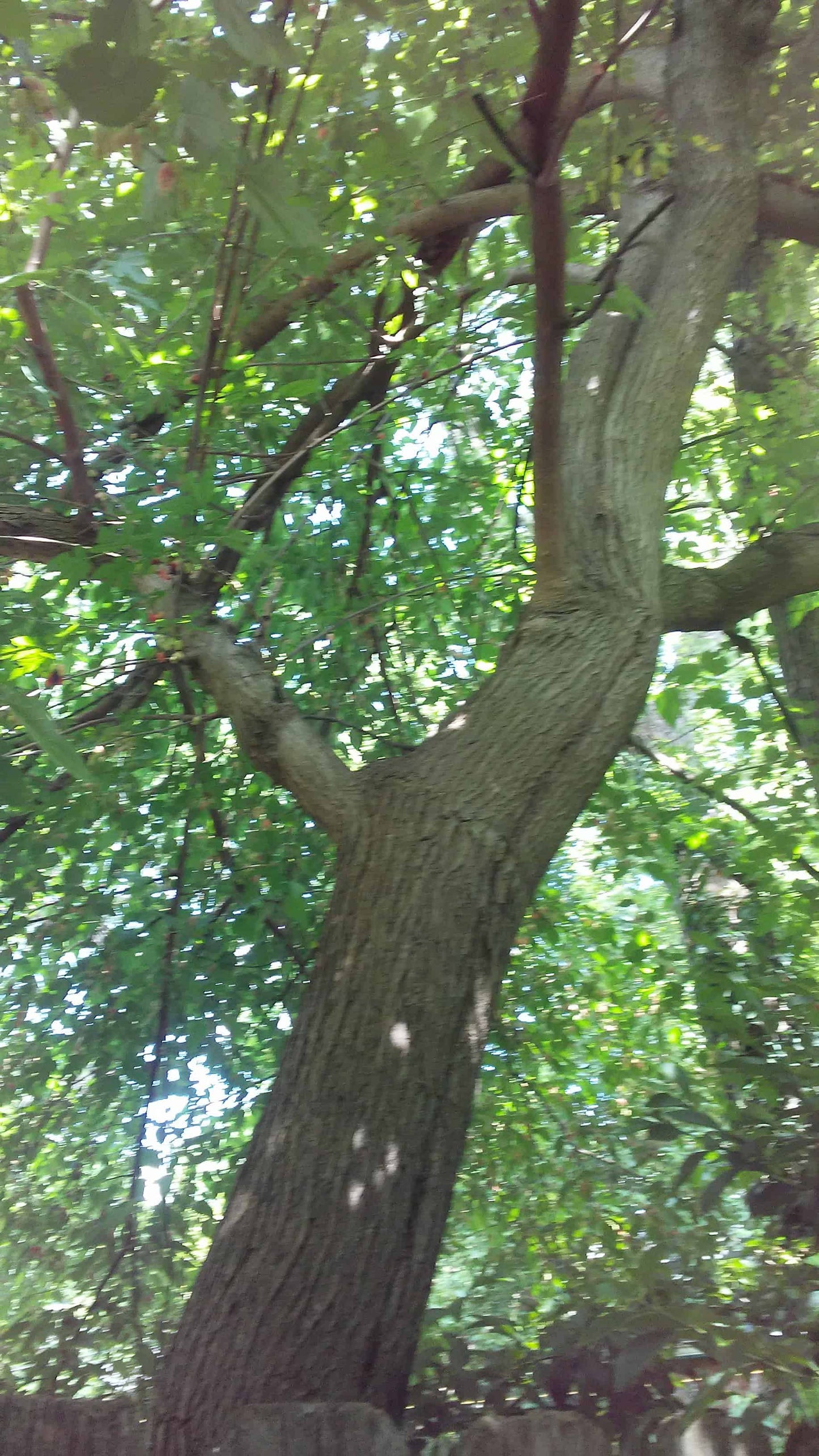 Varaha Mulberry - Naturally Grown