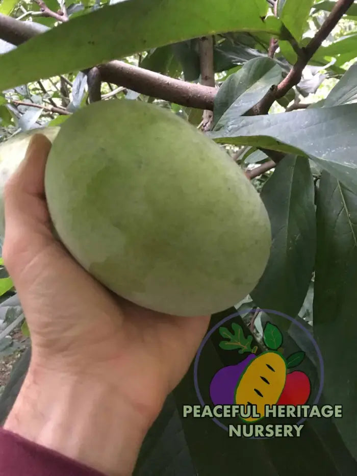 VE-21 Pawpaw Tree - NATURALLY GROWN MEDIUM 1-2’ Pawpaw Trees For Sale