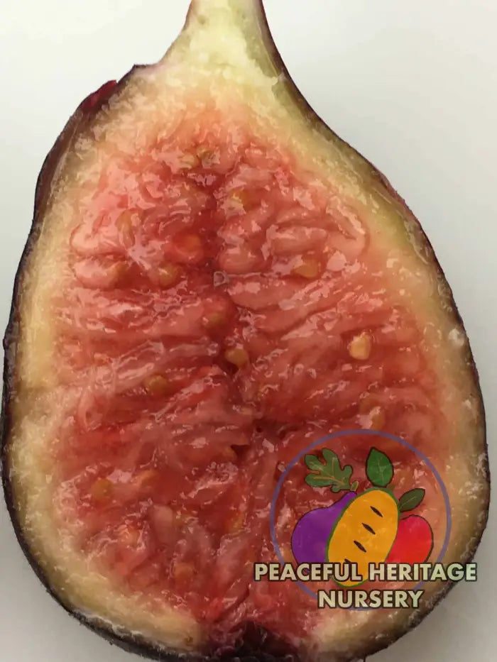 Violette de Bordeaux Fig - Naturally Grown ORGANIC