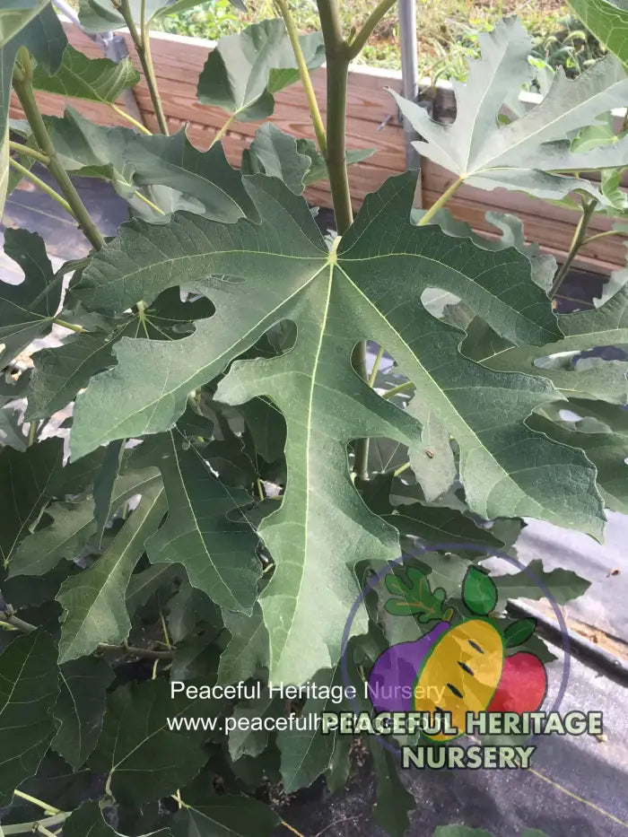 Violette de Bordeaux Fig - Naturally Grown ORGANIC