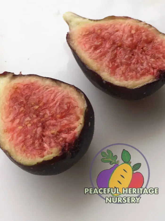 Violette de Bordeaux Fig - Naturally Grown ORGANIC