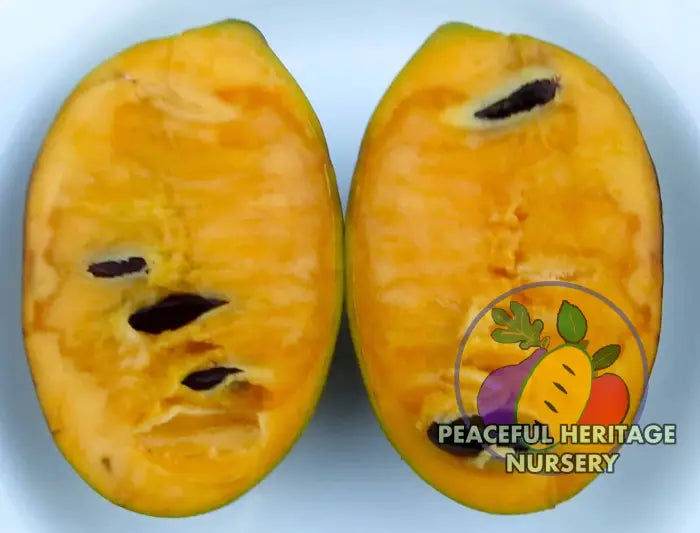 Wabash ® Pawpaw Tree - NATURALLY GROWN Pawpaw Trees For Sale