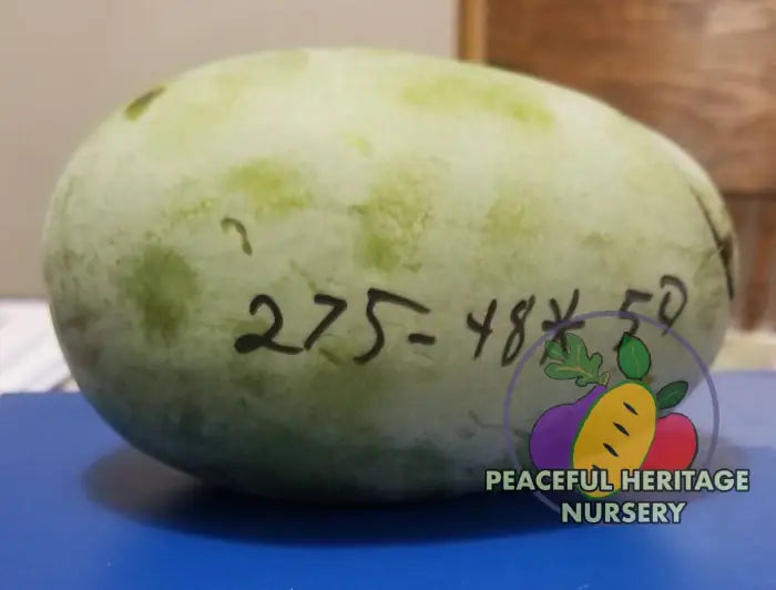 Windstar Pawpaw Tree - NATURALLY GROWN Medium 12-18’’ Native