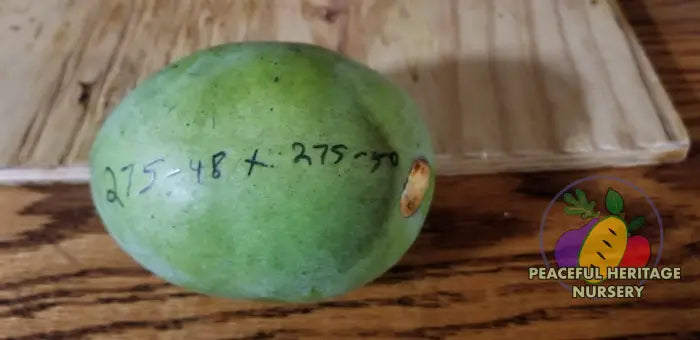 Windstar Pawpaw Tree - NATURALLY GROWN Native