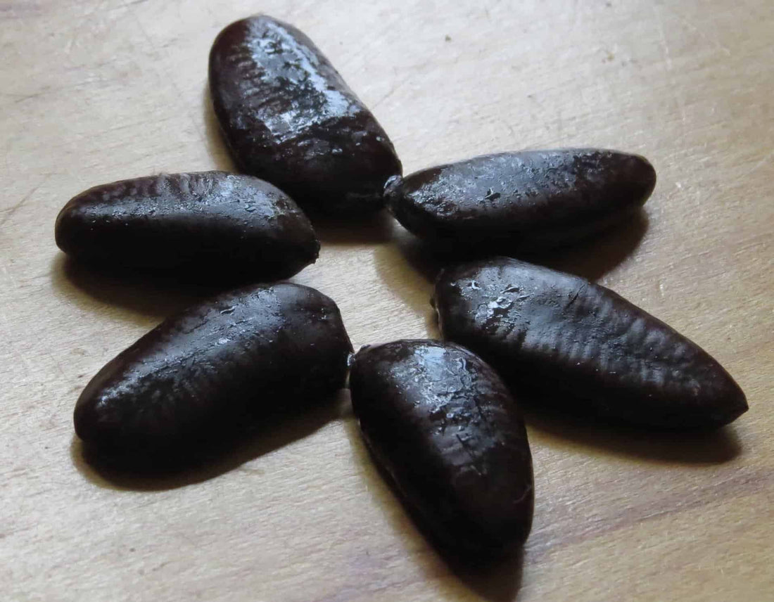 Pawpaw (Asimina Triloba) Ultra-Select Seed