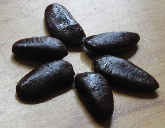 Pawpaw (Asimina Triloba) Ultra-Select Seed
