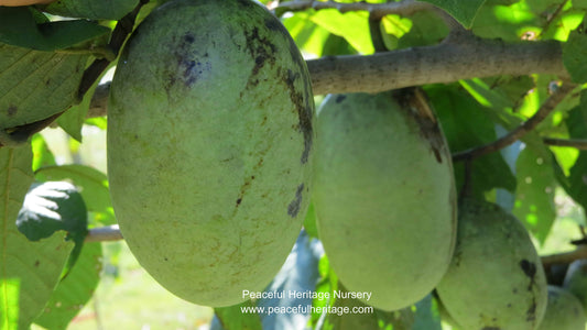 At Peaceful Heritage, We REALLY Like Pawpaws…..