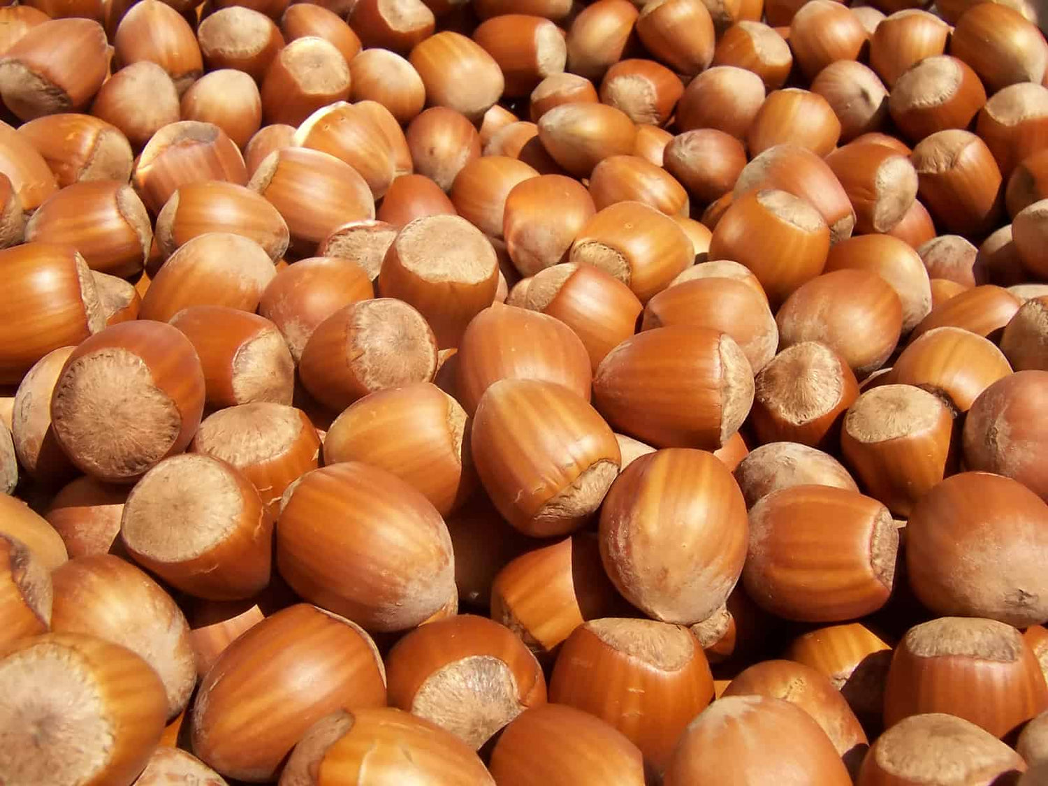 Hazelnut Trees For Sale