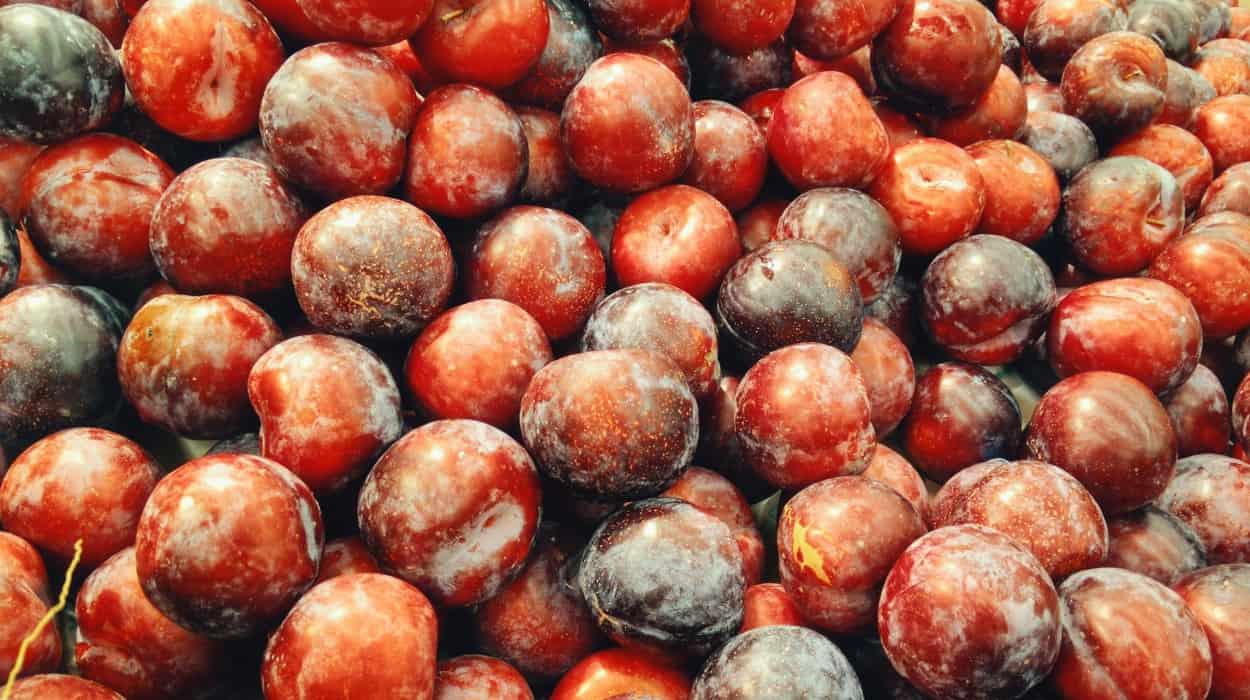 Plum Trees For Sale