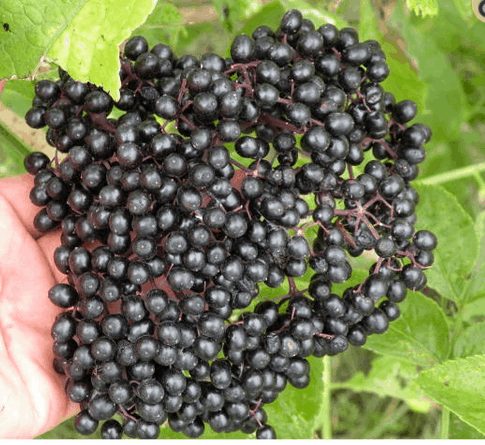 Naturally Grown Elderberry Plants For Sale