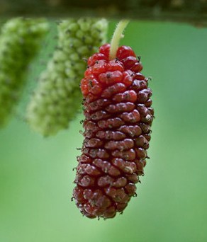 Mulberry Trees For Sale