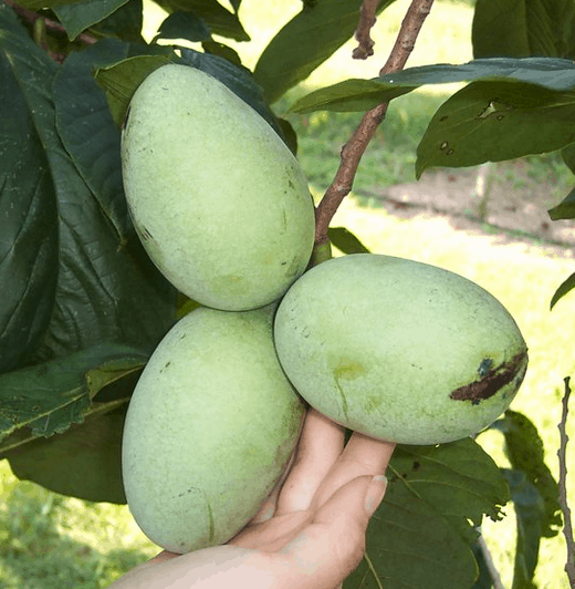 Buy Pawpaw Trees For Sale Online | Peaceful Heritage