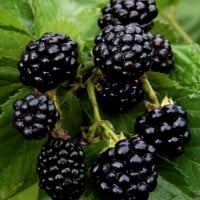 Blackberry Plants For Sale