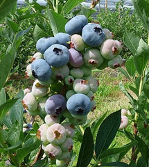 Chandler Blueberry | Peaceful Heritage Nursery