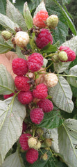Caroline Red Raspberry Bundles | Peaceful Heritage Nursery