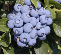 Duke Blueberry | Peaceful Heritage Nursery