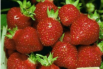 Jewel Strawberry