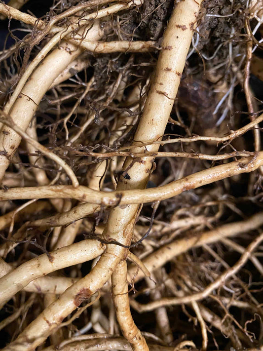 Elderberry Roots -  NATURALLY GROWN