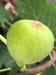 Battaglia Green Fig | Naturally Grown