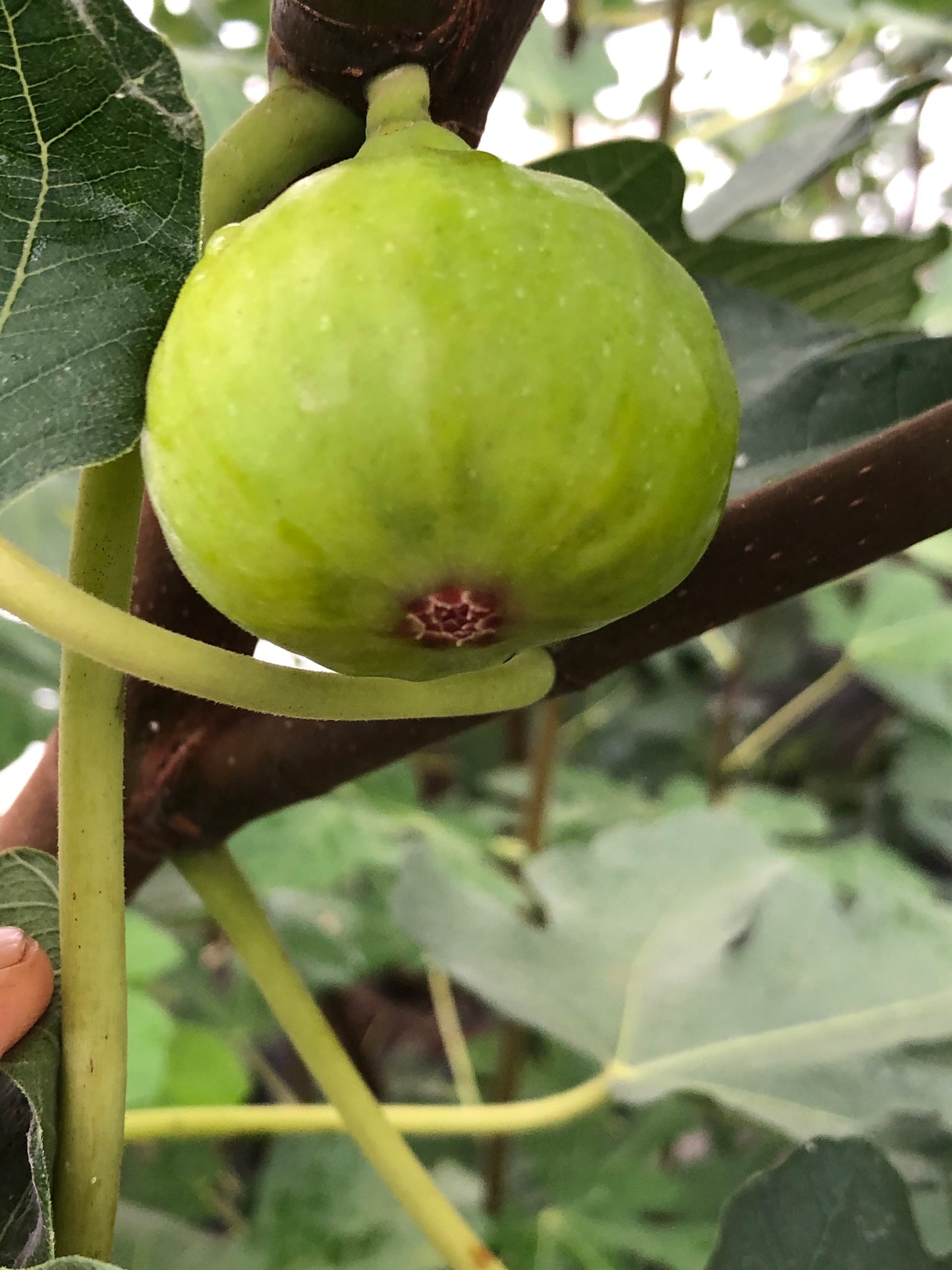 Battaglia Green Fig | Naturally Grown