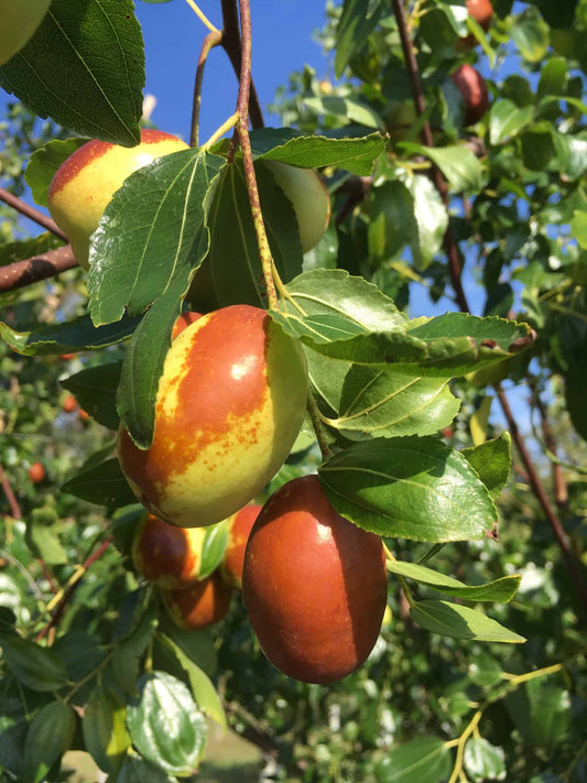 Grafted Jujube Trees